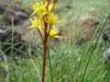 bog-asphodel.jpg