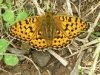 dark-green-fritillary.jpg