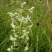 lesser-butterfly-orchid-150x150.jpg