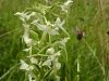 lesser-butterfly-orchid1-768x1024.jpg