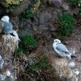 Juvenile Kittiwakes