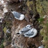 Juvenile Kittiwakes