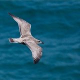 Juvenile Herring Gull