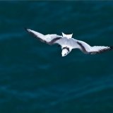 Juvenile Kittiwake