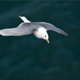 Kittiwake