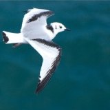 Juvenile Kittiwake