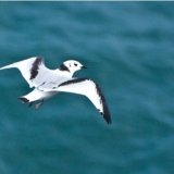Juvenile Kittiwake