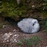 Fulmar Chick