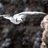 Juvenile Kittiwake