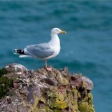 Herring Gull