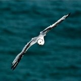 Juvenile Kittiwake