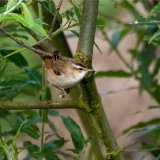 Sedge Warbler