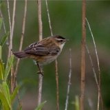 Sedge Warbler