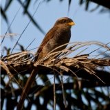 Yellow Billed Shrike