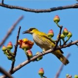 African Golden Oriole (female)