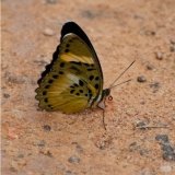 euphaedra velutina