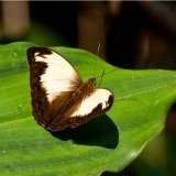 Papilio Nobicea ??