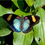 euphaedra themis