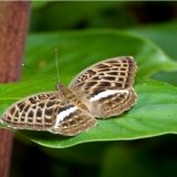 bebearia zonara female