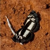 neptis nicoteles