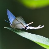 hypolycaena antifaunus