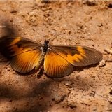 Mimacraea Neurata ??