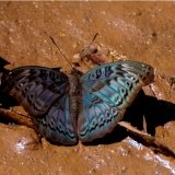 euryphura chalcis ??