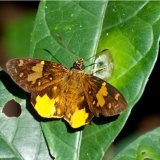celaenorrhinus calenus