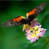 acraea perenna