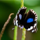 junonia Oenone