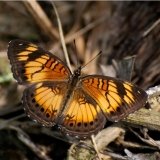 Junonia Sophia