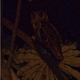 Fraser's Eagle-Owl