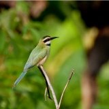 White Throated Bee-eater