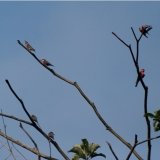 Rosy Bee-eater