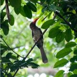 Red Billed Dwarf Hornbill