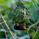 Vieillot's Black Weaver