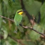 Little Bee-eater