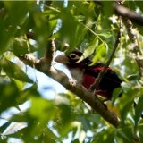 Double Toothed Barbet