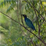 Splendid Glossy Starling