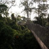 Canopy Walkway