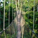 Canopy Walkway