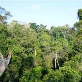 Canopy Walkway