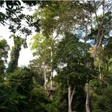 Canopy