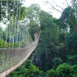 Canopy walkway