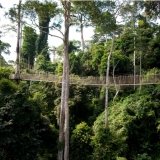Canopy Walkway