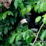 African Pied Hornbill