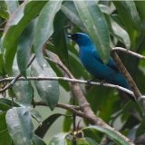 Blue Cuckooshrike