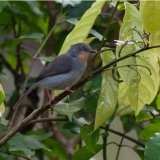 Sharpe's Apalis (female)