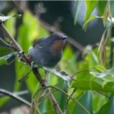 Sharpe's Apalis (female)