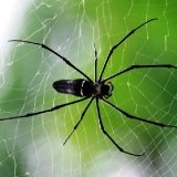 Another Big Scary Spider!